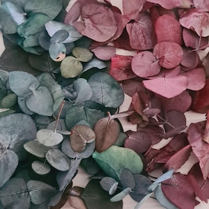 May include: An overhead shot of dried eucalyptus leaves in shades of green, blue-green, and burgundy. The leaves are arranged in a gradient, transitioning from cool to warm tones. The leaves have a rounded shape and are clustered together.