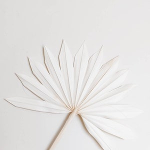Folhas de palmeiras secas em creme branco, preservadas em leque, suprimentos para artesanato de floricultura, palmeira perene seca, rústica, boho, decoração de casamento para casa, floral