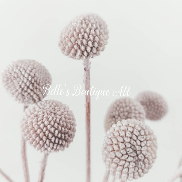 Dried preserved grey gray flowers Billy Buttons billy balls Woollyheads Craspedia Australian Natives Everlastings Florist Craft Supplies dry