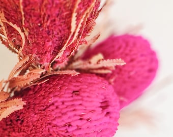 Hot Pink Banksia Hookeriana flowers Natural dried preserved Australian natives flora florist craft supplies australiana decor floral stems