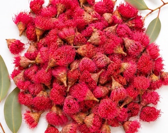 Dried Red Gum Blossom Australian Native Flora Preserved Eucalyptus Flowers Natural Botanical Craft Supplies Flowering Gums