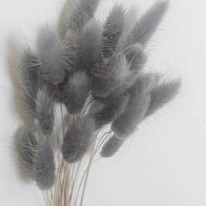 Dried Natural Grey Bunny Tail Grass Preserved Bunnies Tails Dried Flowers Natural Florist Craft Supplies 20 Stems Bouquet Bunch Rustic Boho