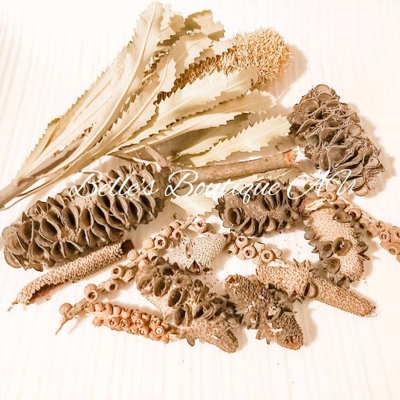 Ten Banksia and bottle brush seed pods Australian native dried florist craft supplies natural materials australiana decor decorations crafts