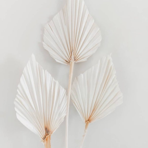 Dried off white mini palm spears dry leaf leaves fan natural florist craft supplies everlasting palms rustic boho beach home wedding decor