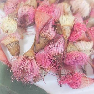 Dried Fresh Mixed Colour Gum Blossom Australian Native Flora Preserved Eucalyptus Flowers Natural Botanical Craft Supplies Flowering Gums
