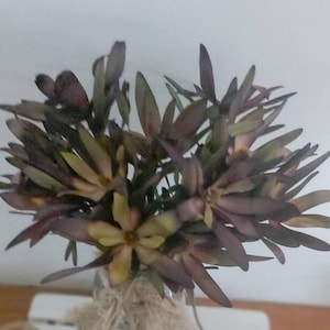 Gedroogde, geconserveerde Australische inheemse Leucadendron silvan rood safari zonsondergang bloemen 10 stelen bos natuurlijke bloemist ambachtelijke benodigdheden australiana