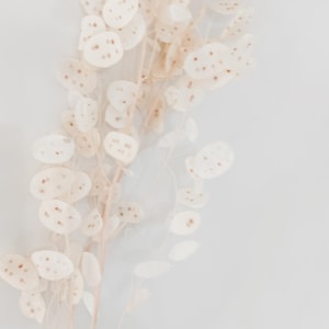 May include: A bunch of dried, white, papery flowers with brown stems. The flowers are arranged in a cluster and have a delicate, airy appearance.