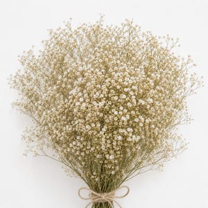 May include: A large, dense bouquet of dried baby's breath flowers featuring numerous tiny, off-white blossoms on thin, branching stems. The stems are gathered together at the base and secured with a simple, light brown twine tied in a bow.