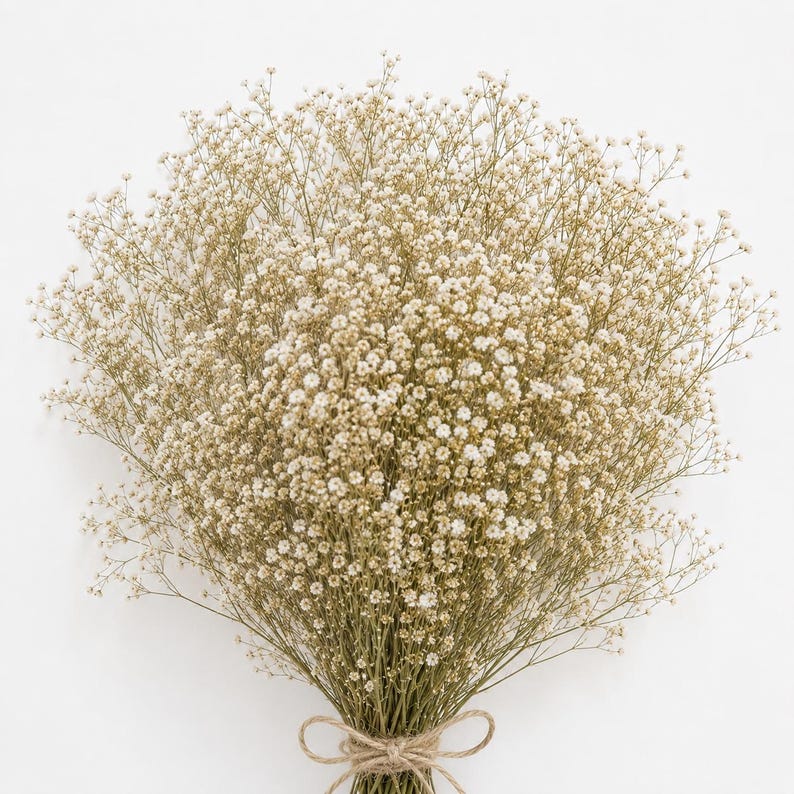 May include: A large, dense bouquet of dried baby's breath flowers featuring numerous tiny, off-white blossoms on thin, branching stems. The stems are gathered together at the base and secured with a simple, light brown twine tied in a bow.