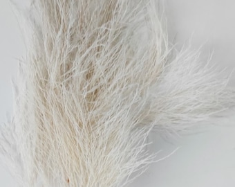 May include: A bunch of dried pampas grass with long, feathery plumes in a light cream color. The stems are brown and the grass is arranged in a fan shape.