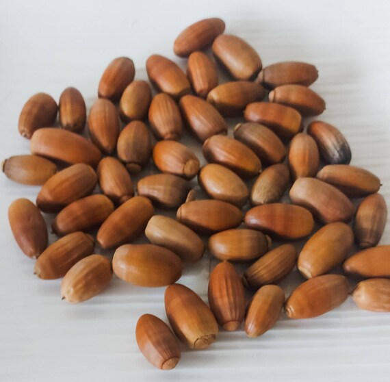 50 Natural Acrons Real Dried Bulk Acorns Acorn Natural Etsy