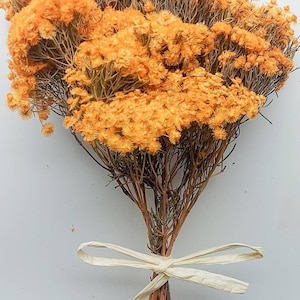 May include: A bouquet of dried orange flowers tied with a cream-colored ribbon. The flowers have a dense, textured appearance, with many small, round blooms. The stems are brown and slender, creating a natural, rustic aesthetic.