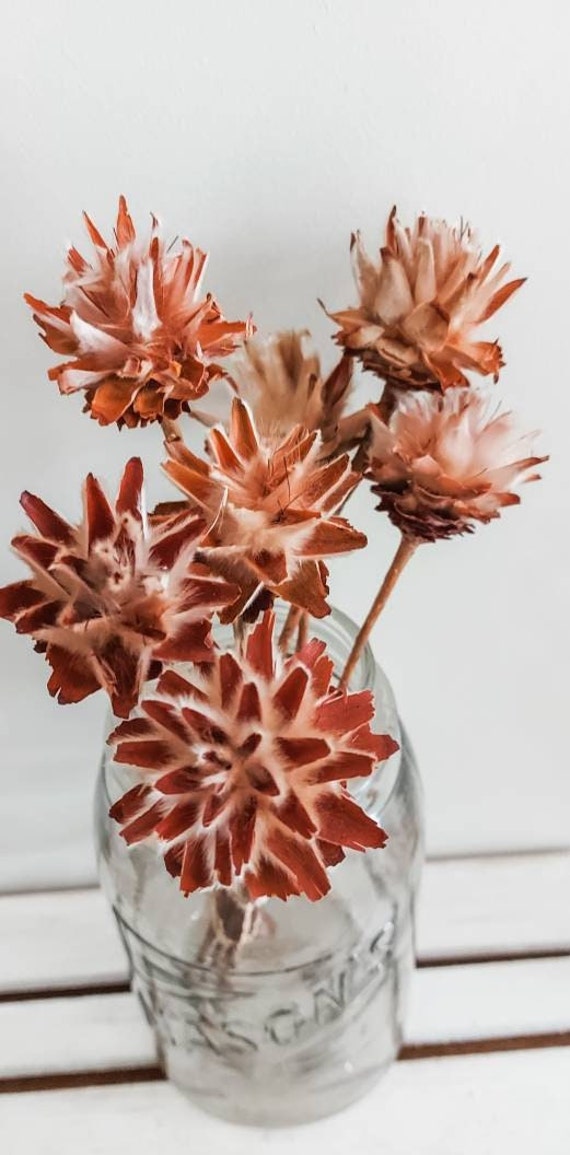 Preserved Leucadendron Plumosum Natural Flowers Raw Everlasting Australian Native Stems Florist Craft Supplies Rustic Florals Arrangement
