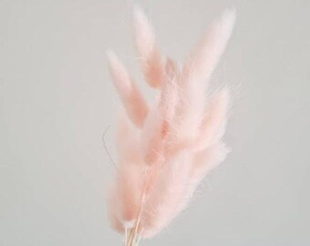 Light Pink Bunny Tail Grass Preserved Bunnies Tails Dried Flowers Natural Florist Craft Supplies 20 Stems Bouquet Bunch Arrangement Dry