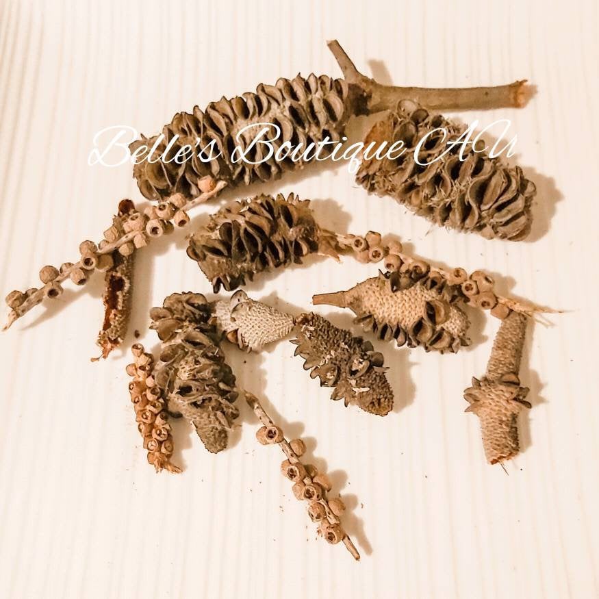 Ten Banksia and Bottle Brush Seed Pods Australian Native Dried Etsy