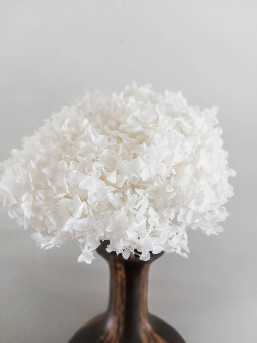 Preserved White Hydrangea Stems