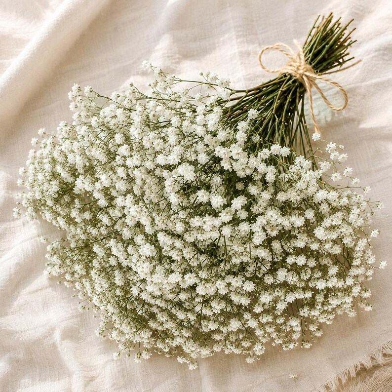 Hand-tied bunch of dried baby's breath