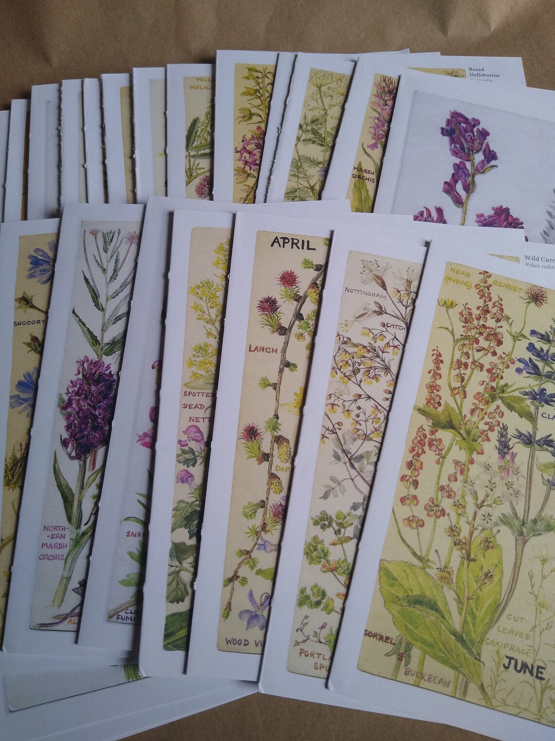 Wild Flowers of Britain Month by Month Illustrated Botanical Etsy