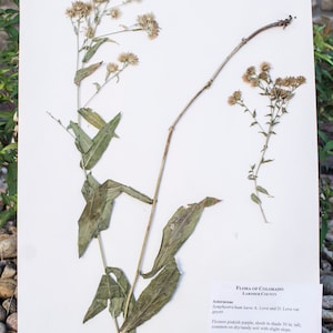 Pressed Plants Collection: Symphyotrichum laeve A.