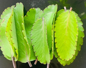 Miracle Leaf/ Leaf of Life (Kalanchoe Pinnata) 8-10 Leaves