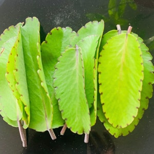 May include: Close-up of several green leaves with scalloped edges and reddish-brown veins. The leaves are arranged in a fan shape and have a smooth, glossy texture.