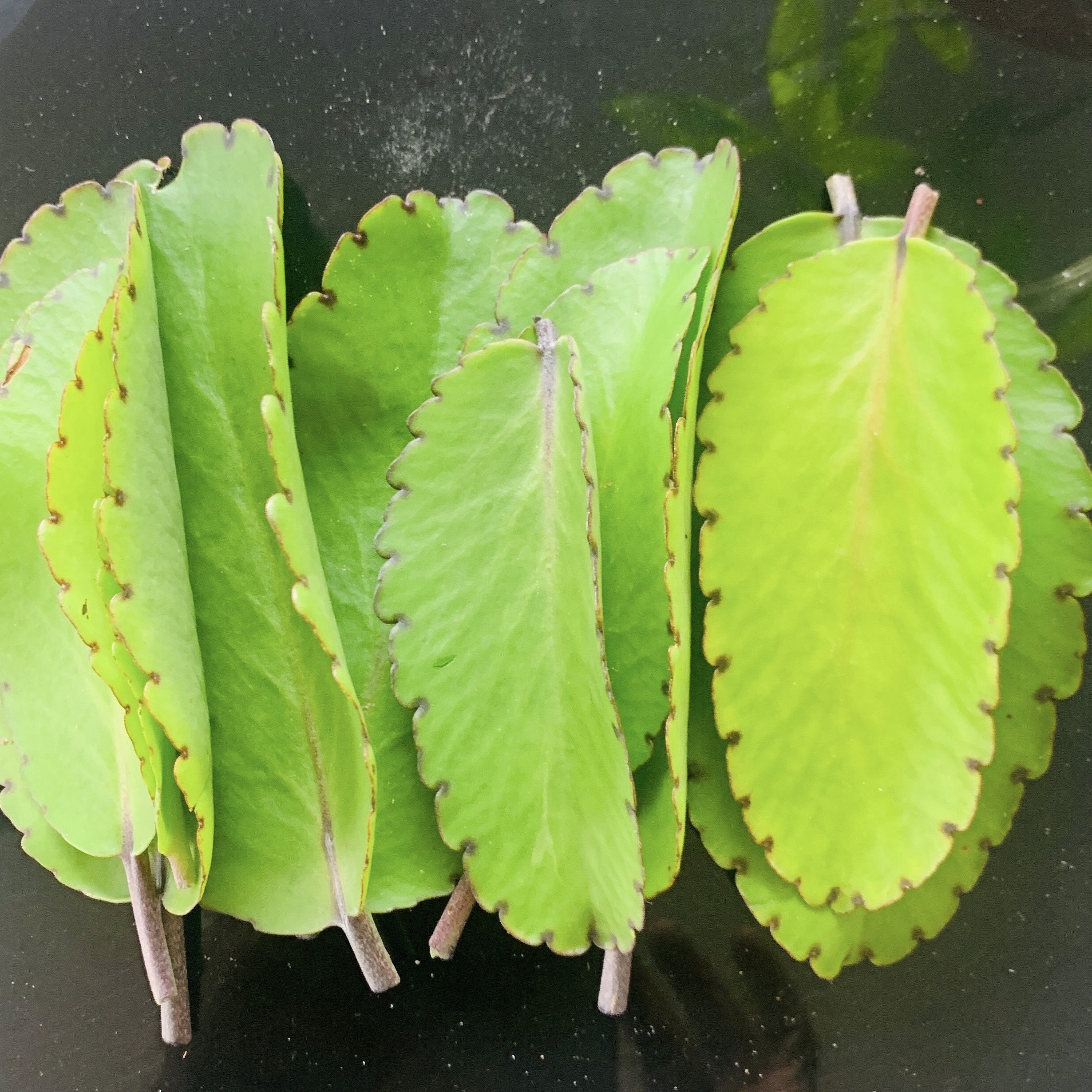 Miracle Leaf Wonder Of World Kalanchoe Pinnata 'Miracle Leaf' Succulent  Plant - Also Known As Wonder Of The World Miracle Leaf Plant, image size:2460x2460