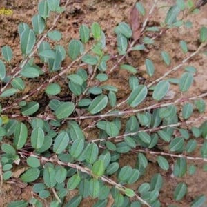 Wild Harvested Medina 1 oz