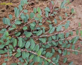 Wild Harvested Medina 1 oz