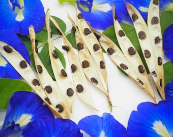 Butterfly Pea (Clitoria Ternatea) Seeds – Vibrant Blue Flowers – 9–12 Seeds