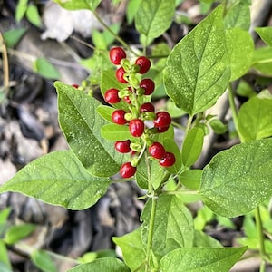 May include: A close-up of a plant with green leaves and clusters of bright red berries.