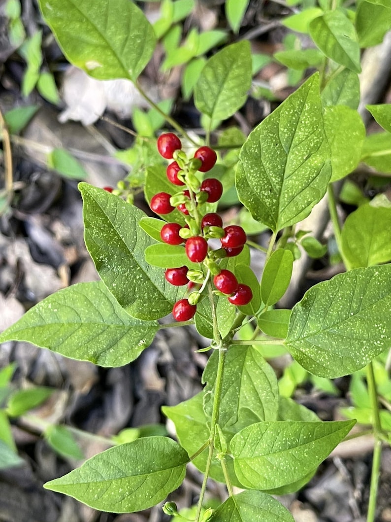 May include: A close-up of a plant with green leaves and clusters of bright red berries.