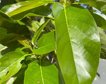 Dried Avocado Leaves (Persea americana) 2 oz