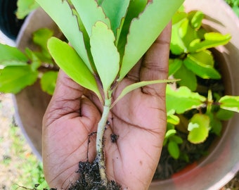 Live Miracle Leaf Plant