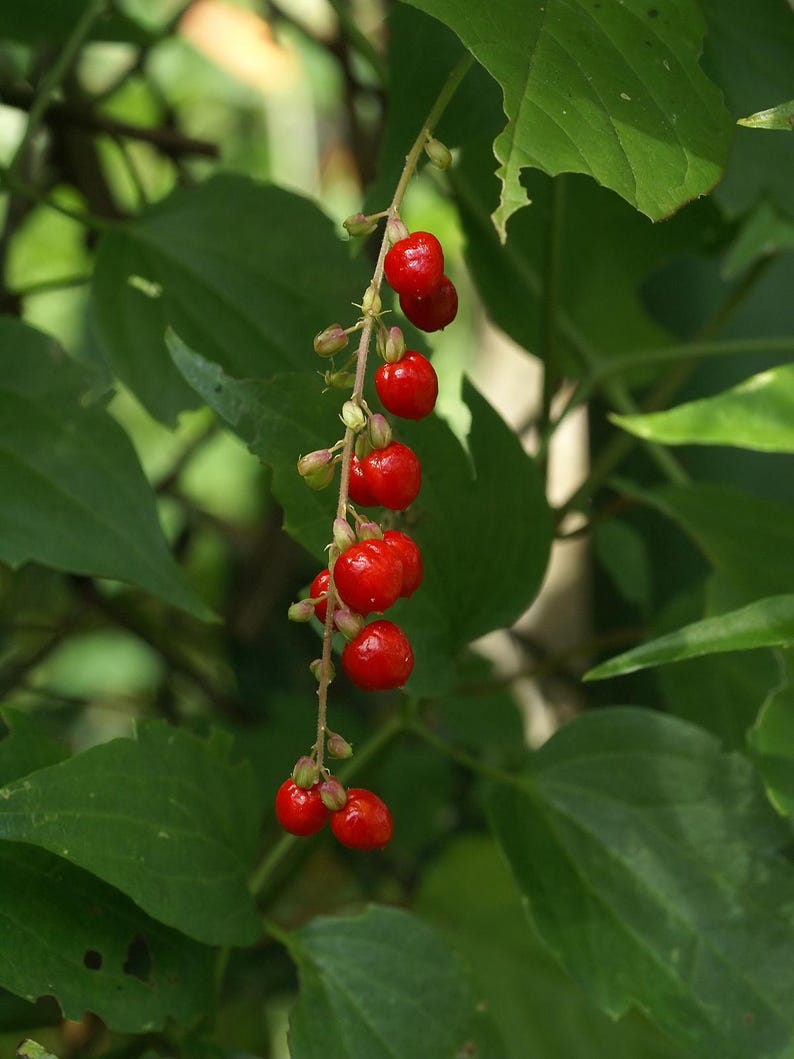 May include: A cluster of bright red berries hang from a green stem on a leafy branch. The berries are round and smooth, and they are arranged in a loose cluster. The leaves are green and have a slightly serrated edge.