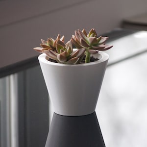 May include: A small succulent plant with reddish-brown leaves is potted in a white ceramic planter. The planter has a wide base and a narrow opening, giving it a conical shape. The plant is sitting on a black surface.