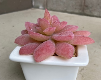 Faux Sukkulenten, künstliches Sukkulenten Arrangement, Sukkulenten Geschenk