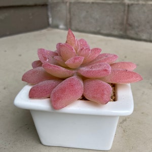 Faux Succulents ,Artificial Succulent Arrangement, Succulent Gift image 1