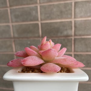 Faux Succulents ,Artificial Succulent Arrangement, Succulent Gift image 4