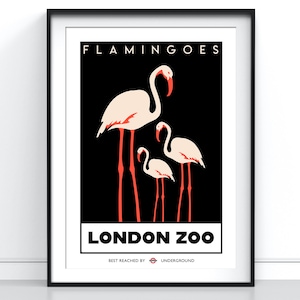 London Zoo Flamingoes Poster