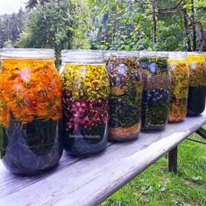 May include: Six glass jars filled with colourful herbal infusions. The jars are arranged in a row on a wooden surface. The jars are labelled "Seaside Naturals".