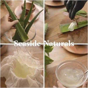 May include: A four-panel image showing the process of extracting aloe vera gel. Green aloe vera leaves are placed in a glass bowl, and the gel is being extracted and strained. The text "Seaside Naturals" is in the center.