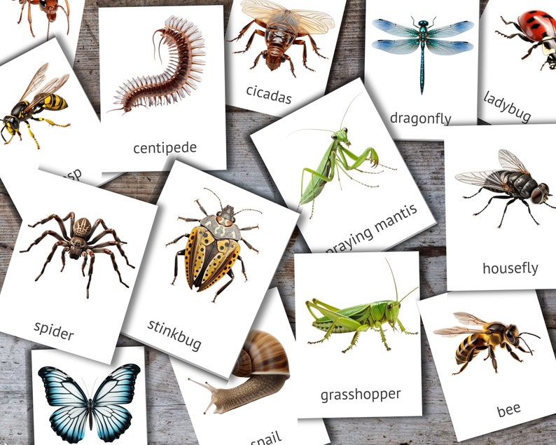 Insects Flashcards | PDF Printable Card | Editable Montessori Cards ...