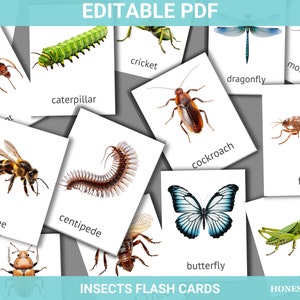 Karty obrazkowe owady | Karta do druku w formacie PDF | Karty Montessori do edycji Karty nomenklatury | Edukacyjne karty obrazkowe owady 4-6 lat