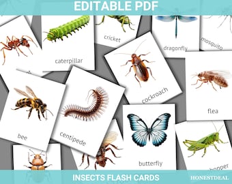 Insect Flashcards, Montessori 3 Part Bug Cards for Preschool and Homeschool Learning