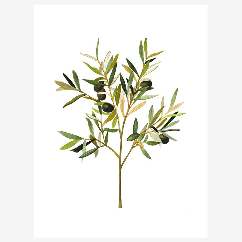 Lista 104+ Foto Como Plantar Un Olivo A Partir De Una Aceituna Alta