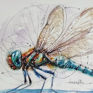 May include: Watercolor illustration of a dragonfly with detailed anatomy annotations. The dragonfly features a blue, orange, and teal body with transparent wings. The artwork includes labels like "wings" and "eyes", and the word "dragonfly" is written at the bottom.