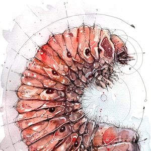 Può includere: Illustrazione ad acquerello di un insetto arrotolato e segmentato, principalmente in tonalità rosse e marroni. L'opera presenta un lavoro di linee dettagliato e spruzzi rossi, con un'area bianca e soffice. Lo stile è artistico e dettagliato.