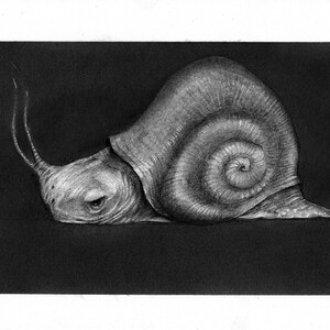 May include: A black and white pencil drawing of a snail with a large shell. The snail is drawn in a realistic style and appears to be moving slowly.