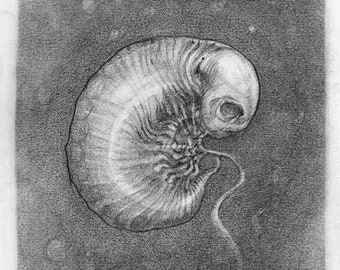 Myriapod
