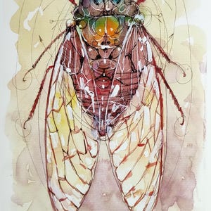 May include: Watercolor illustration of a cicada insect. The artwork features detailed lines and washes of color, including shades of brown, red, yellow, and blue. The cicada's wings are translucent, and the background has a soft, watercolor texture.
